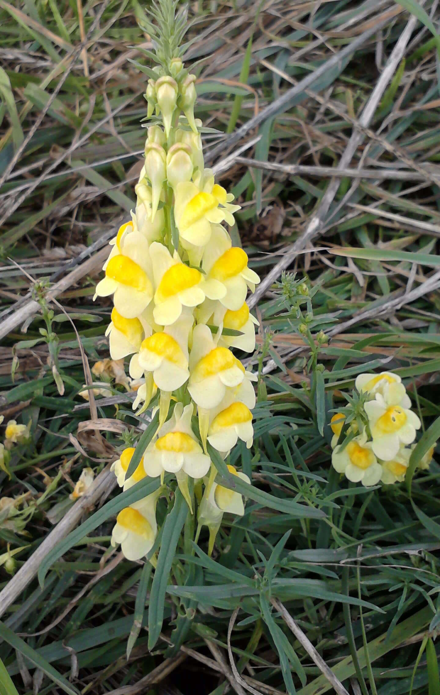 Image of Common Toadflax