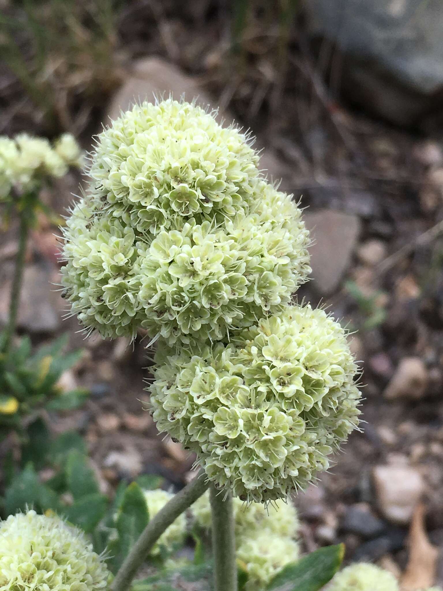 Image of parsnipflower buckwheat