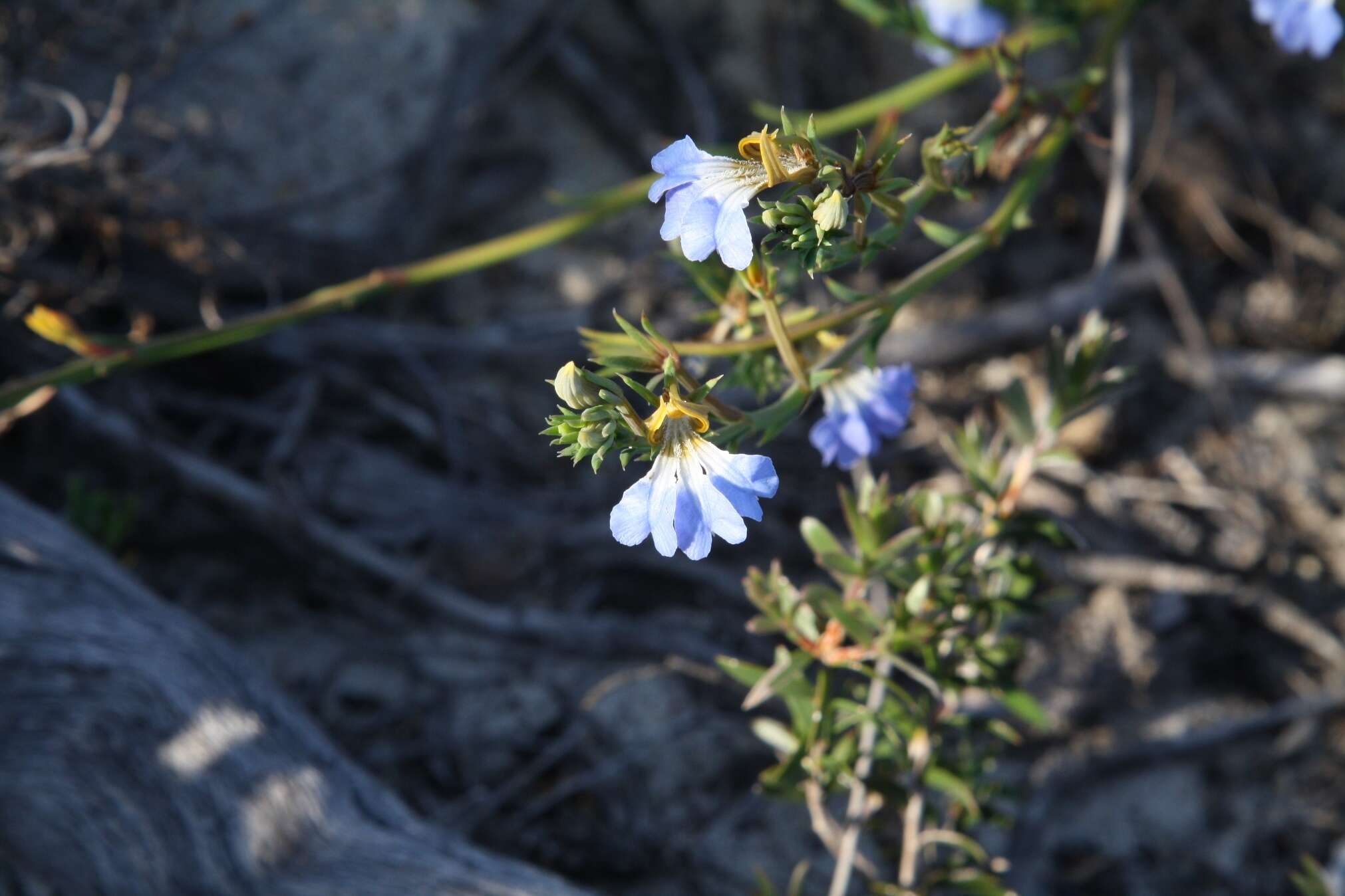 Image of Claw Leschenaultia