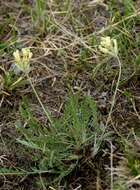 Image de Oxytropis recognita Bunge