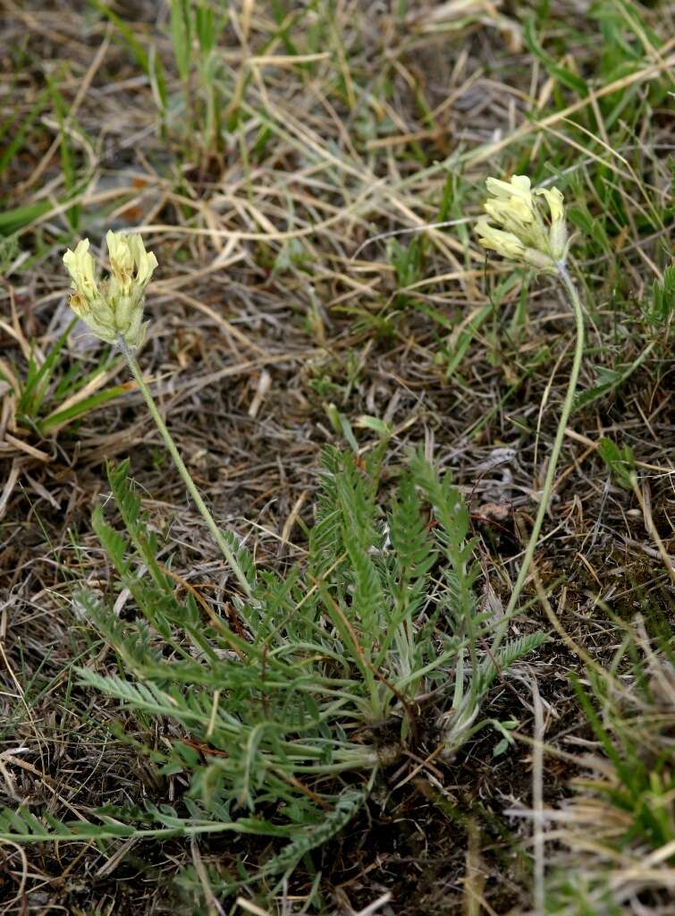 Image of Oxytropis recognita Bunge