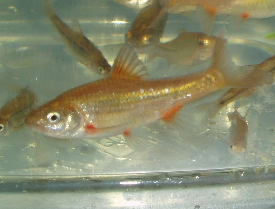 Image of Verlorenvlei redfin