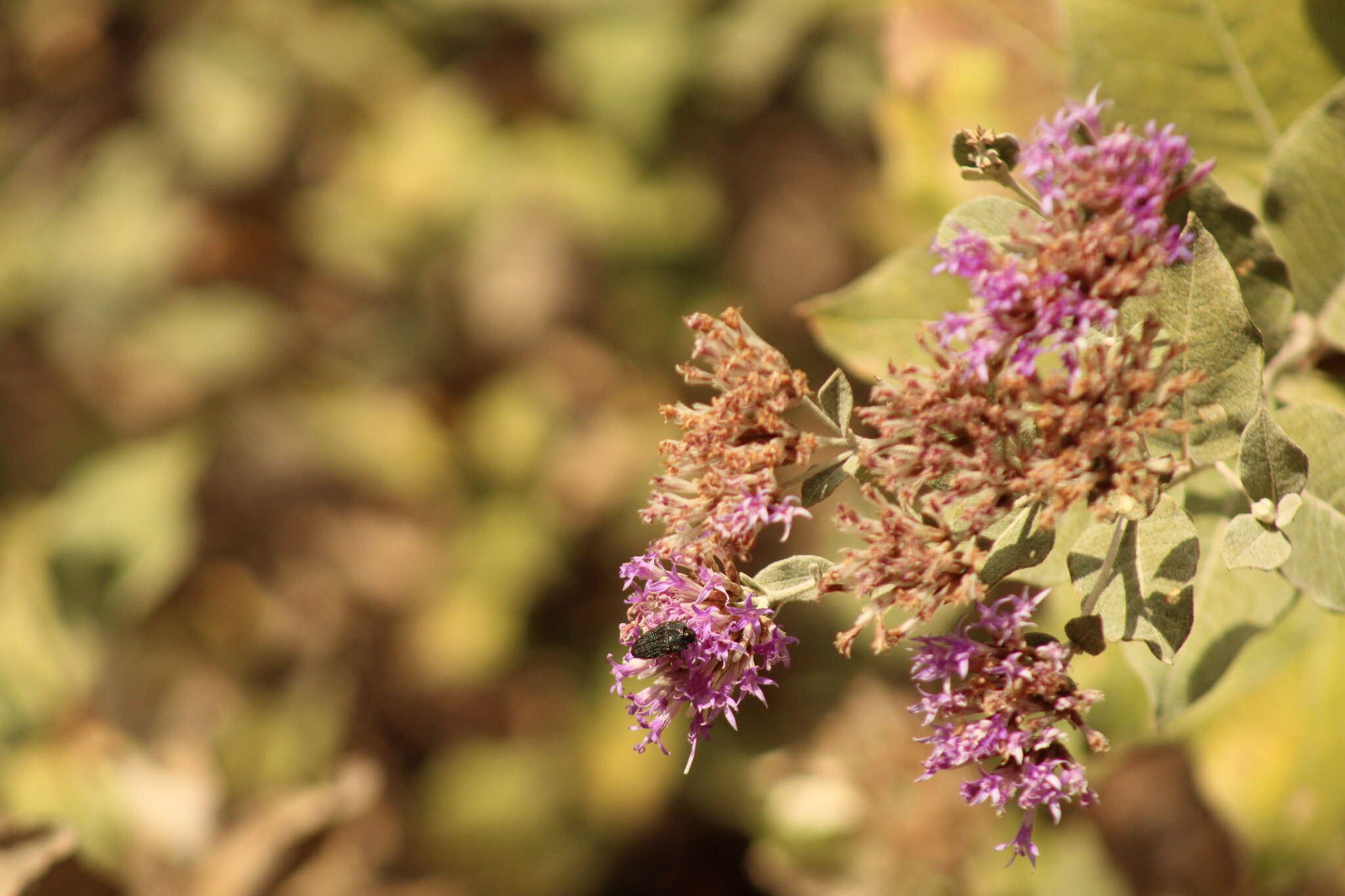 Eremosis foliosa (Benth.) Gleason resmi