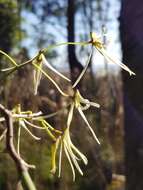 Dendrobium teretifolium R. Br. resmi