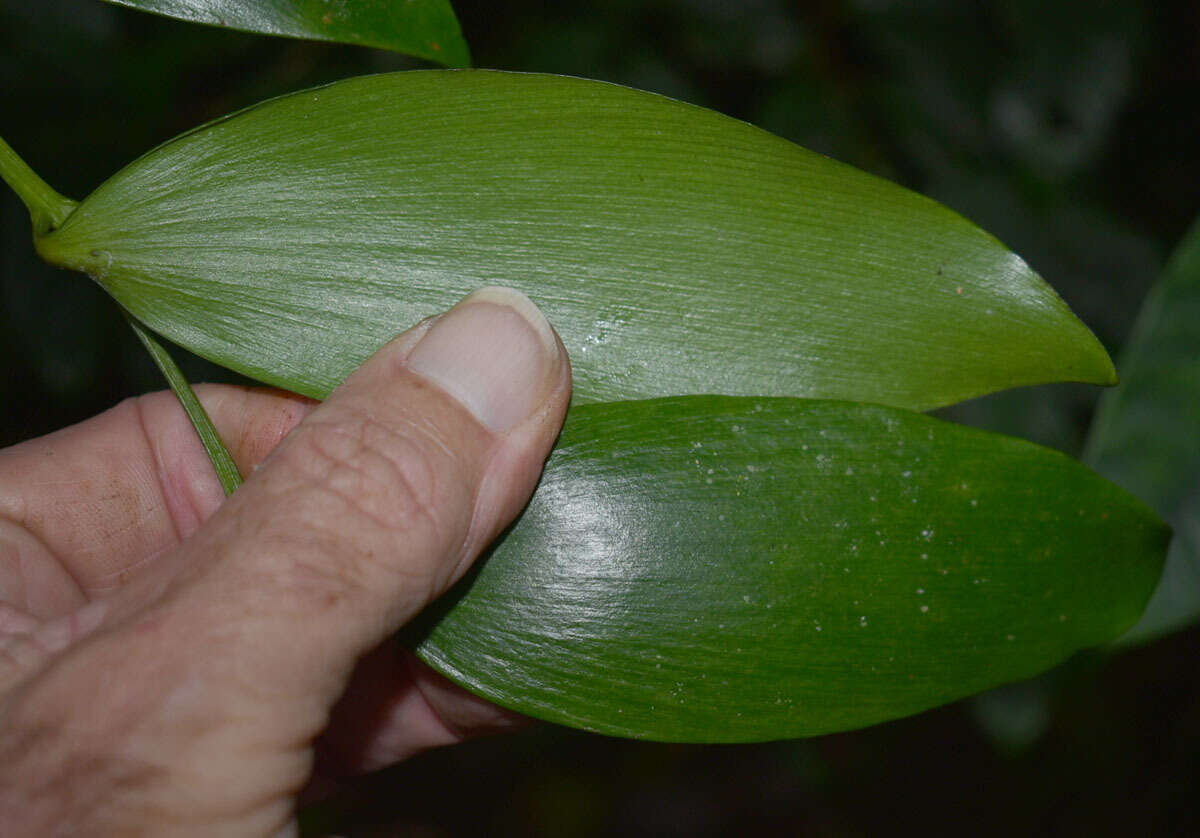 Image of Atherton Kauri Pine