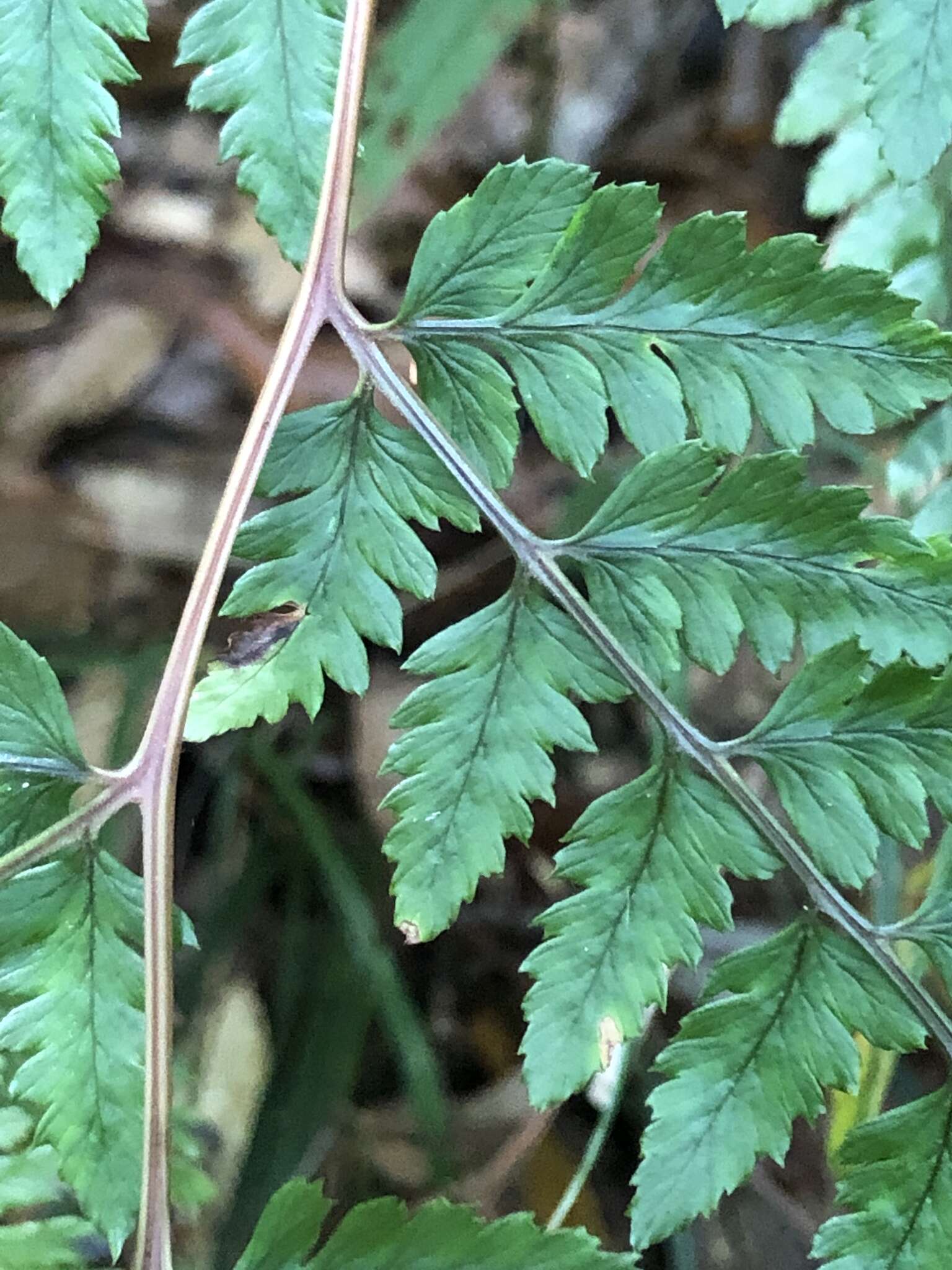 Image of Athyrium erythropodum Hayata