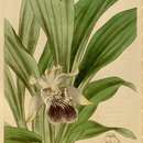 Image of Fanshape orchid