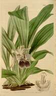 Cochleanthes flabelliformis (Sw.) R. E. Schult. & Garay resmi