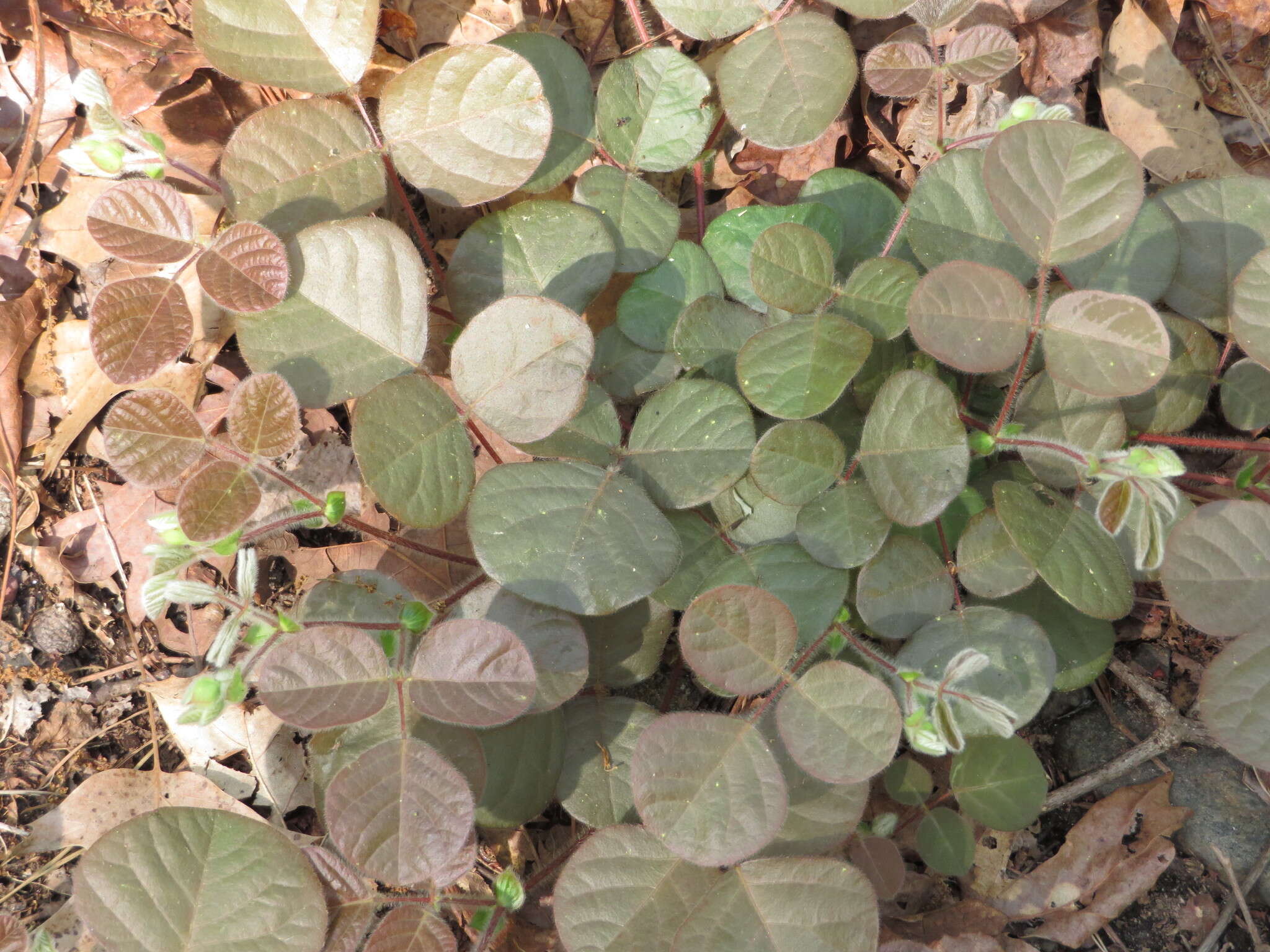 Sivun Desmodium rotundifolium (Michx.) DC. kuva