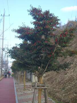 Image of Kurogane holly