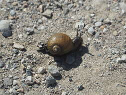 Image of Green Garden Snail