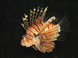 Image of Common lionfish