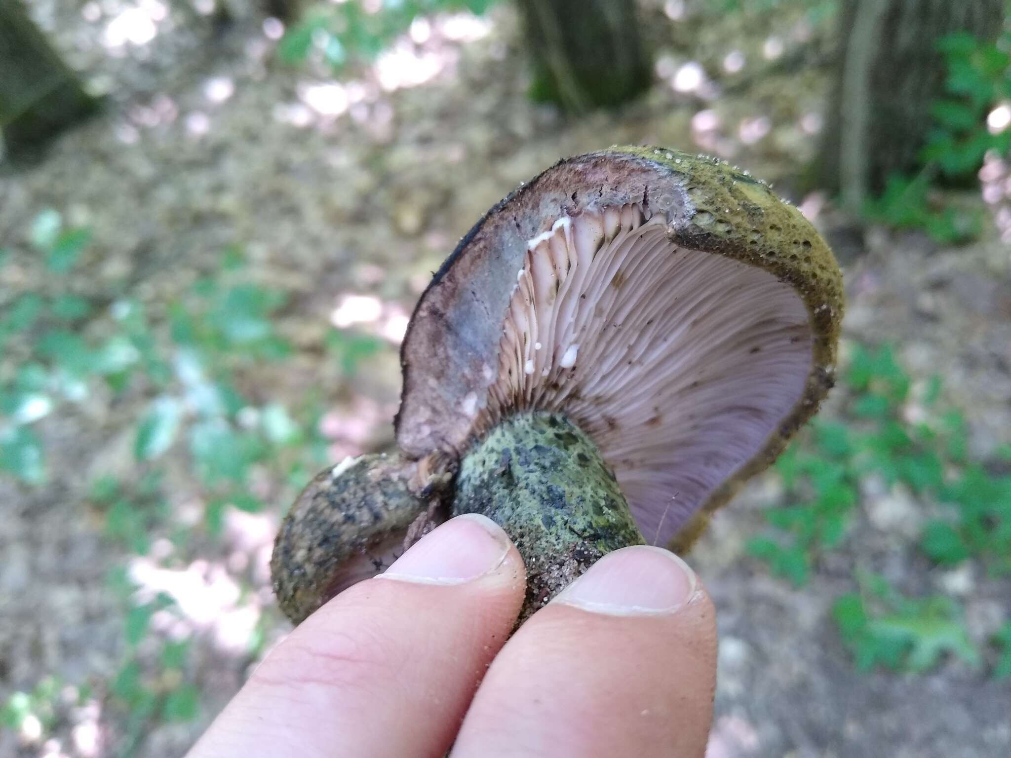 Слика од Lactarius atroviridis Peck 1889