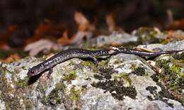 Image of Blacksburg Salamander