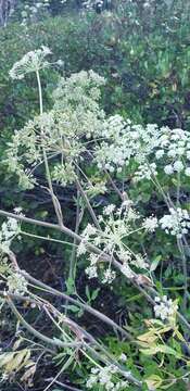 Image of Brewer's angelica