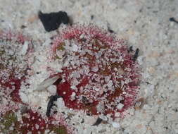 Image de Drosera magna