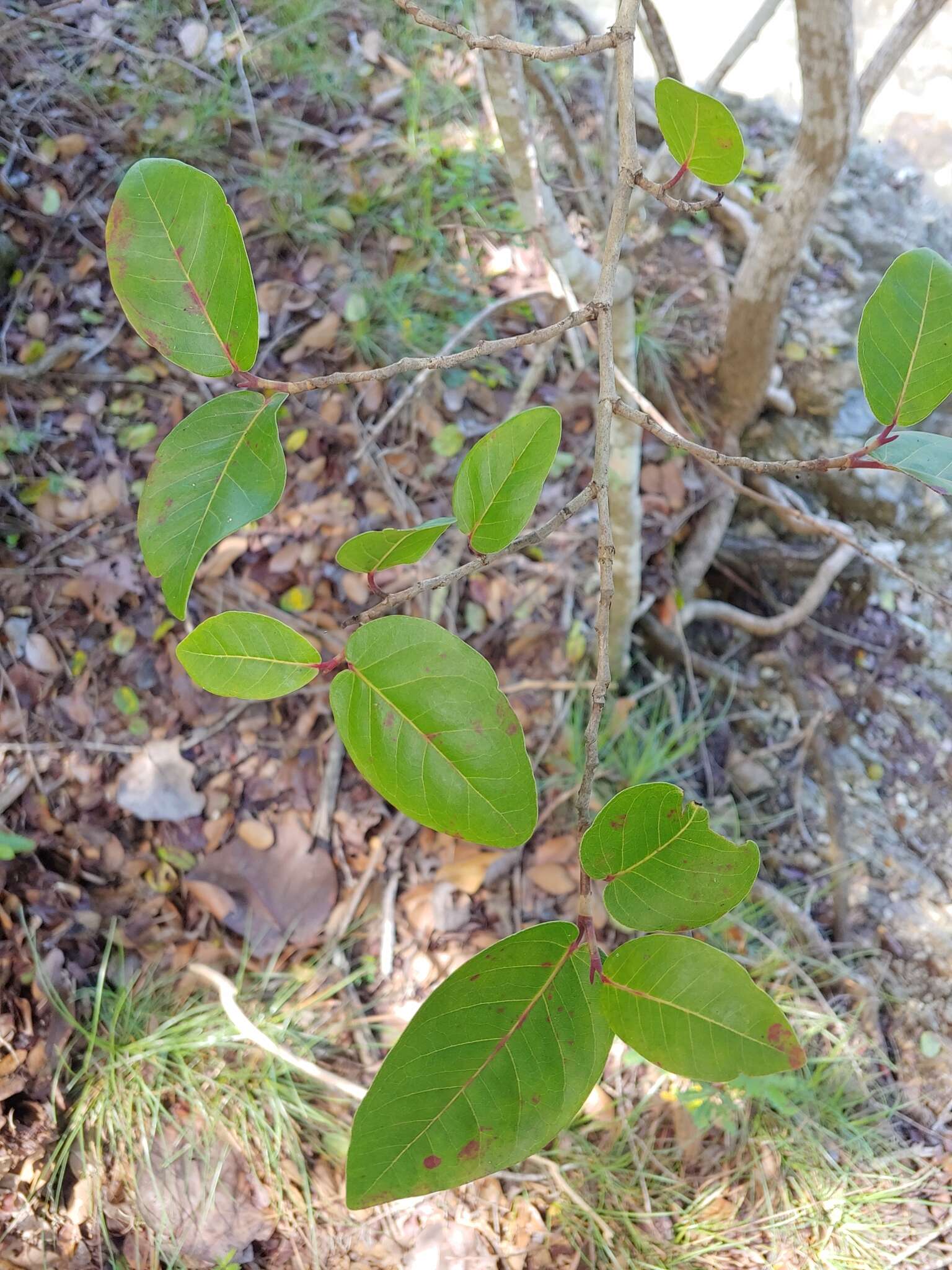 Coccoloba hybrida I. Castañeda resmi