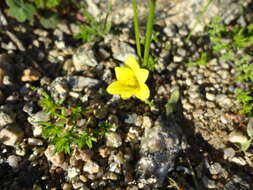 Image of Romulea flava var. flava