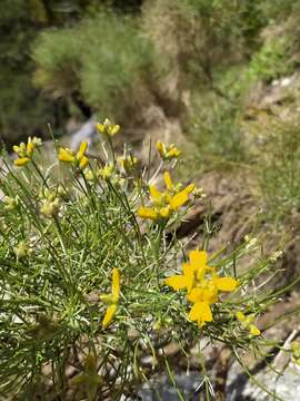 صورة Genista radiata (L.) Scop.