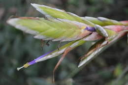 Image de Tillandsia tricolor Schltdl. & Cham.