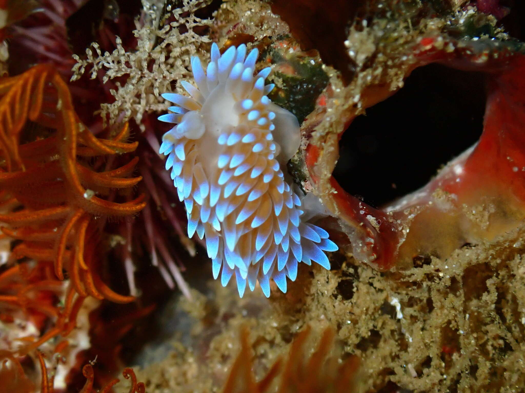 Plancia ëd Antiopella capensis (Bergh 1907)