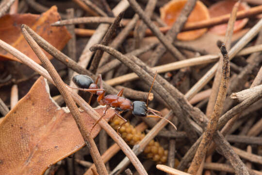 Image of Myrmecia hilli (Clark 1943)