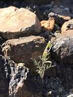 Image of Santa Cruz Island winged rockcress