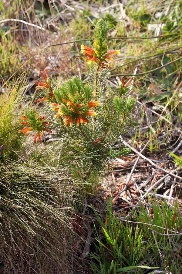 Image of Erica grandiflora subsp. grandiflora