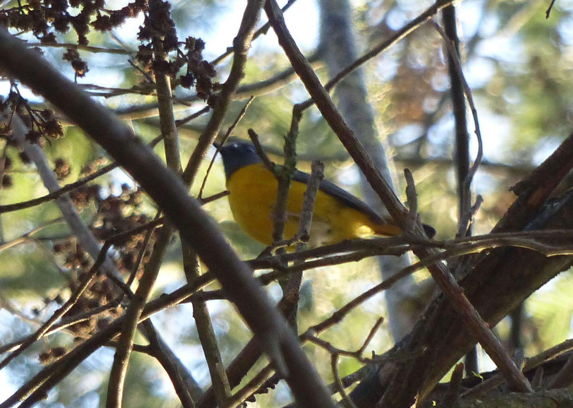 Imagem de Pogonocichla Cabanis 1847