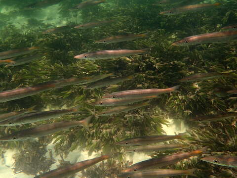 Image of Yellowtail barracuda