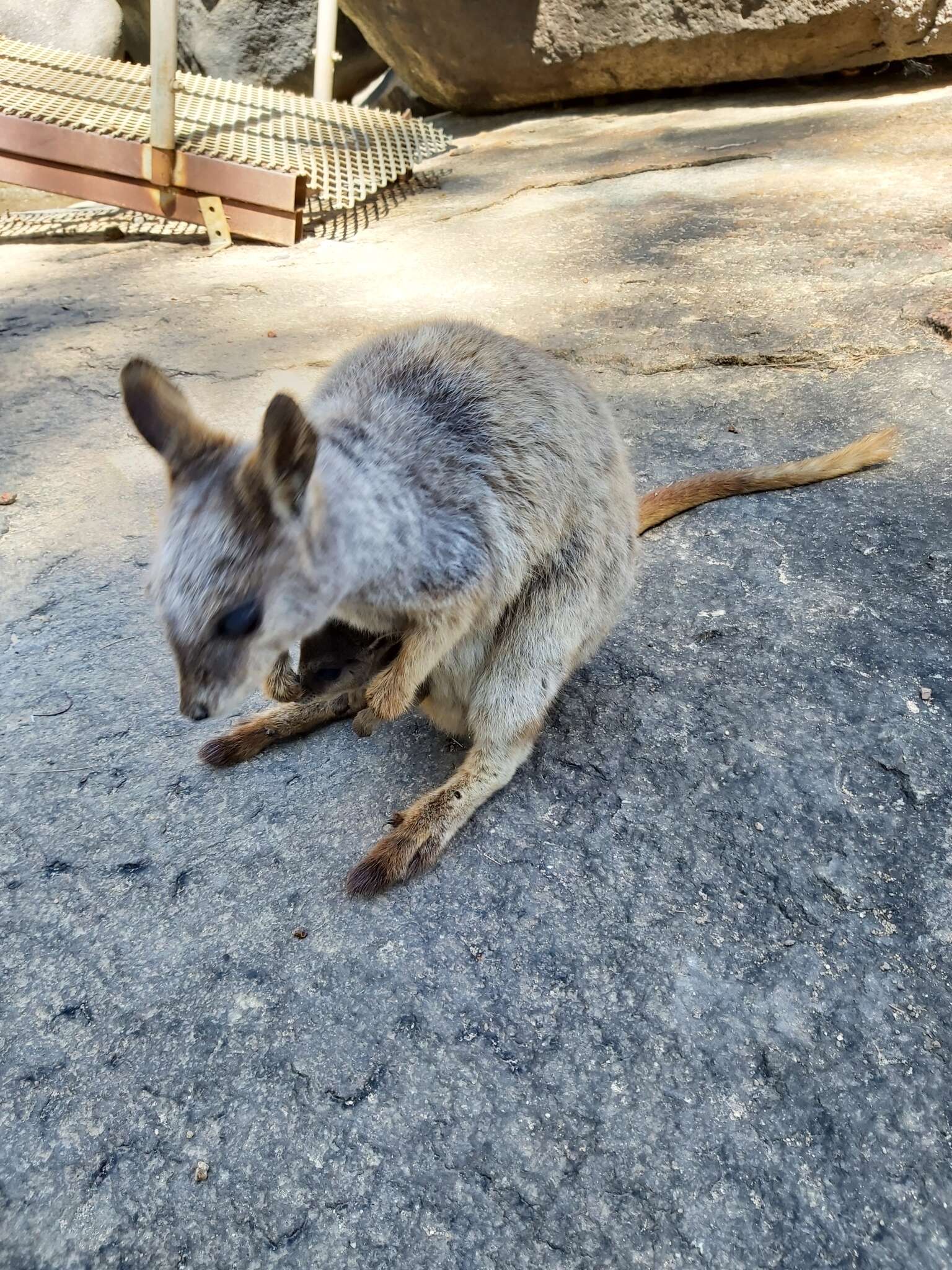 Image of Mareeba Rock Wallaby