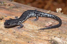 Plethodon ocmulgee Highton ex Highton, Maha & Maxson 1989 resmi