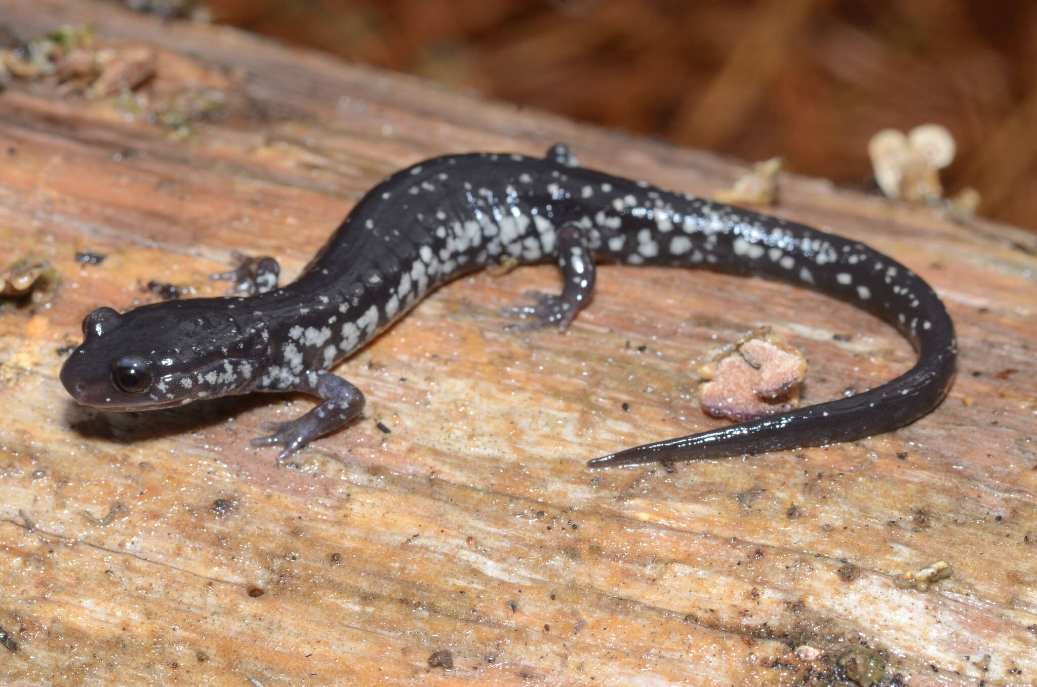 Plethodon ocmulgee Highton ex Highton, Maha & Maxson 1989 resmi