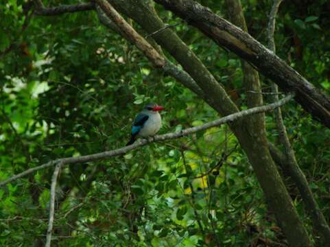 Image of Mangrove Kingfisher