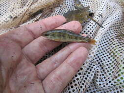 Image of Western creek chubsucker