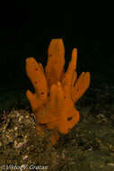 Image of common palmate sponge