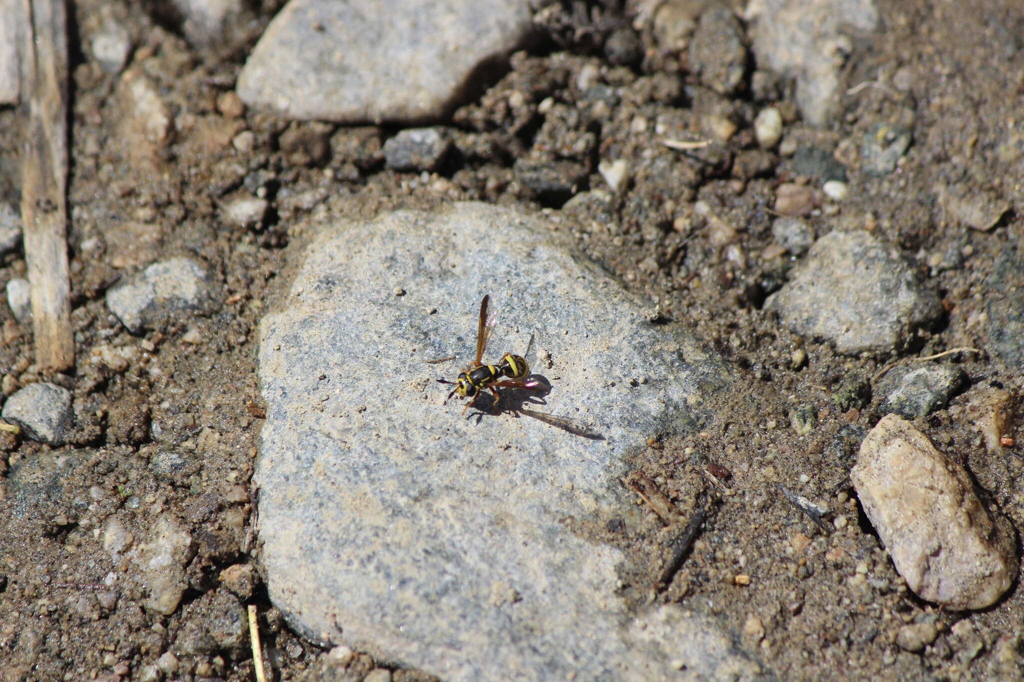 Image of Sphiximorpha durani