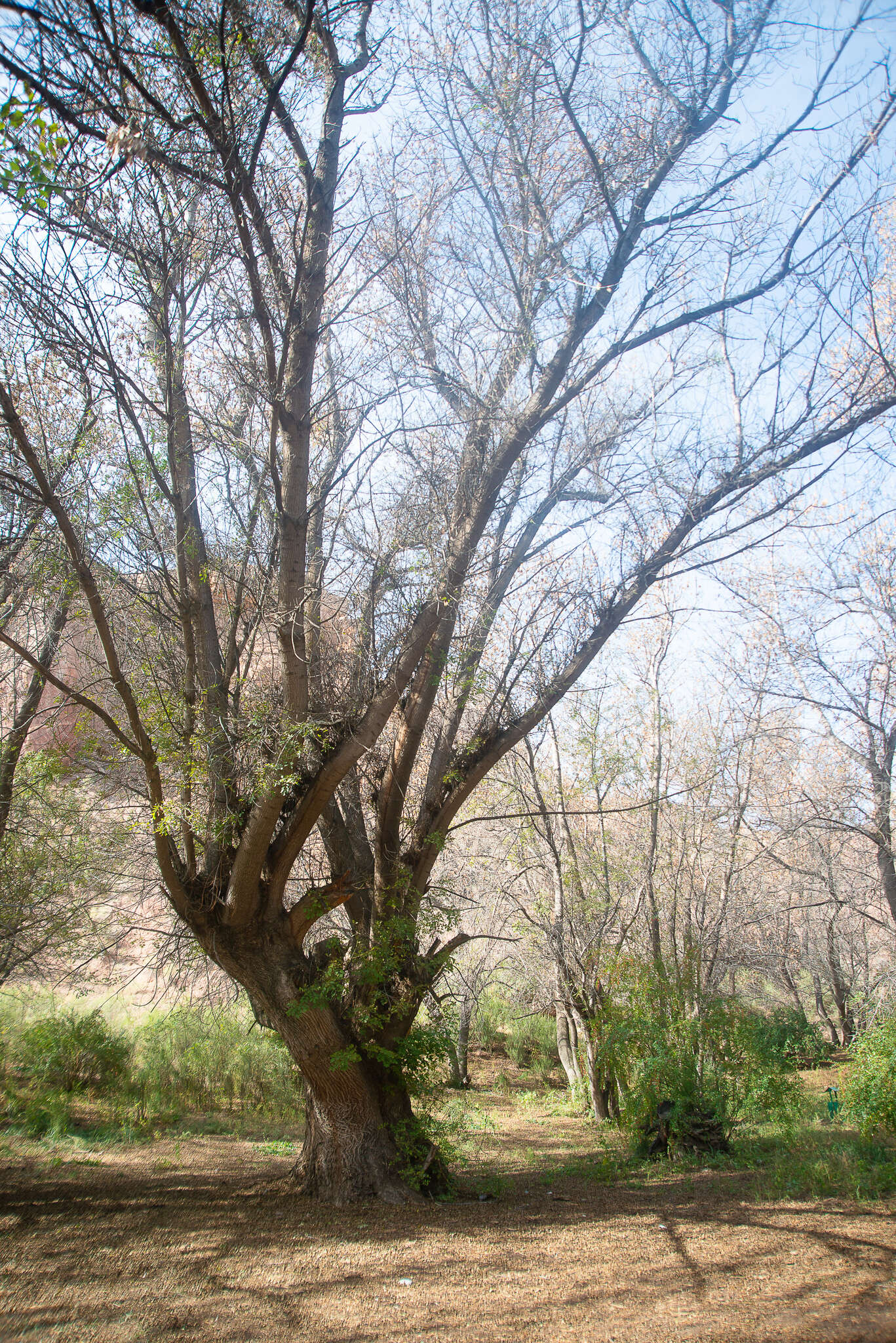 Image of Fraxinus sogdiana Bunge