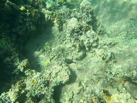 Image of Bluetail trunkfish