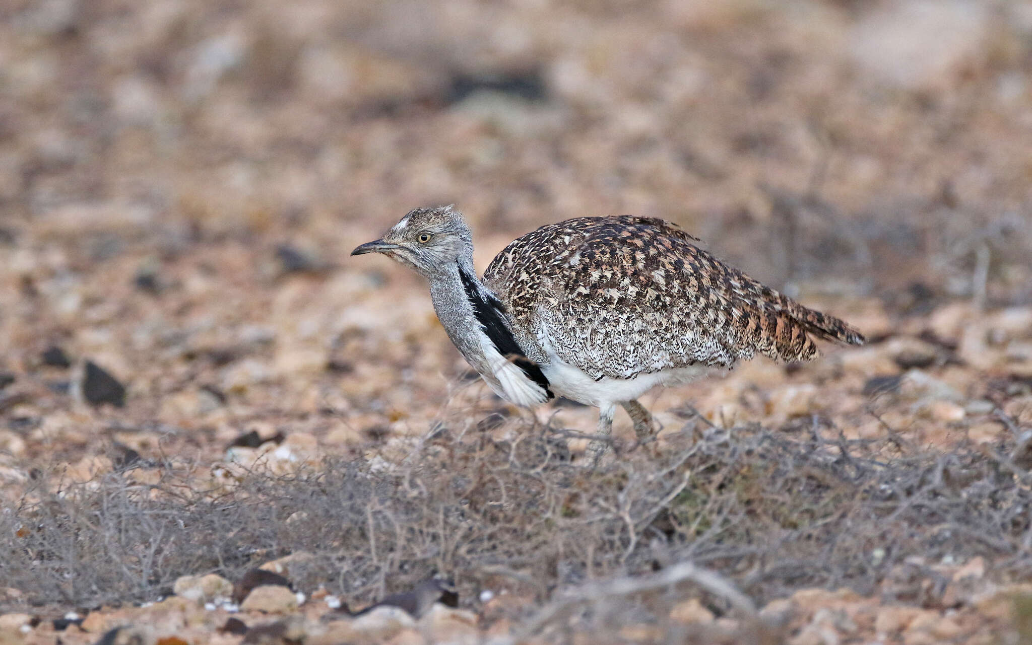 Image of Chlamydotis undulata fuertaventurae (Rothschild & Hartert 1894)