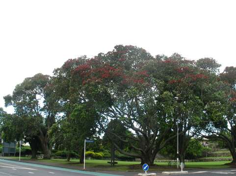 Image of Pohutukawa