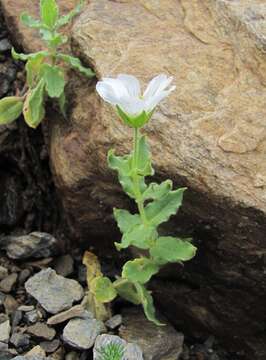 صورة Cerastium undulatifolium Somm. & Levier