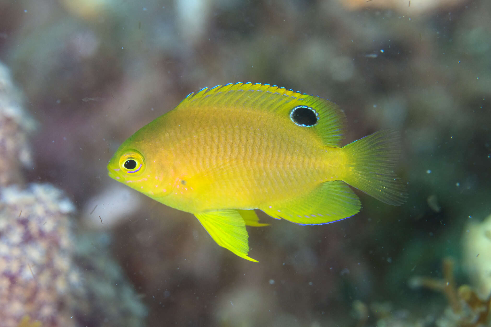 Image of Ambon damsel