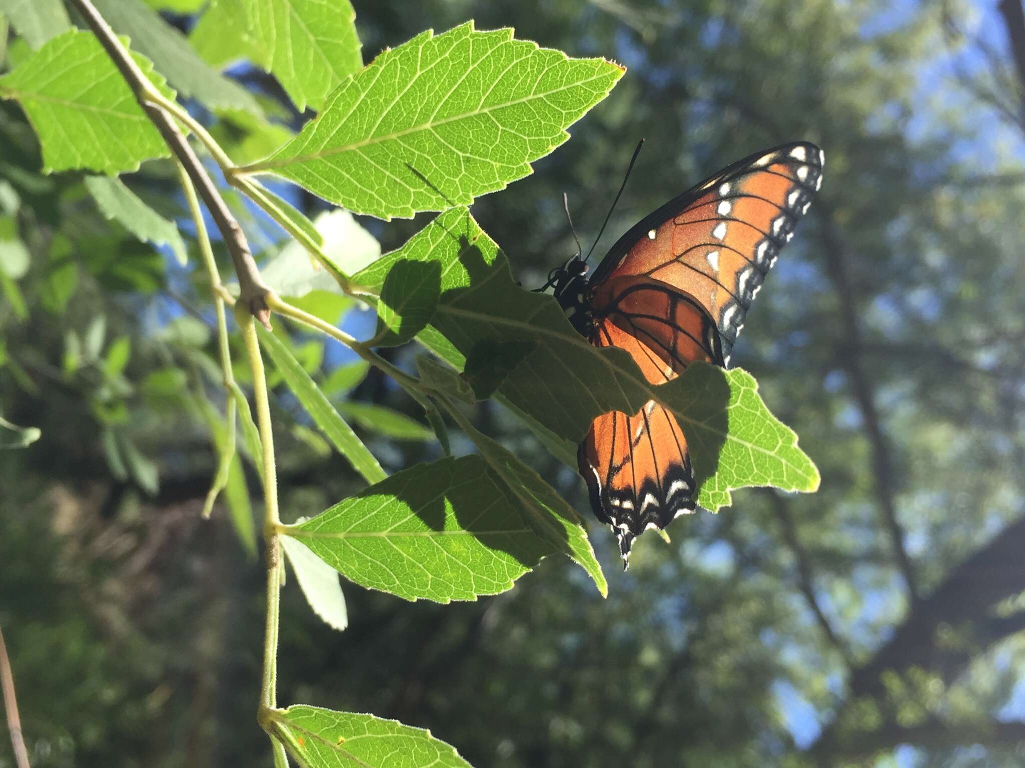 Imagem de Limenitis archippus obsoleta Edwards