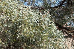 Image of Eucalyptus polybractea F. Müll. ex R. T. Baker