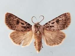 Image of Agrotis ruta Eversmann 1851