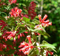 صورة Cestrum fasciculatum (Schltdl.) Miers