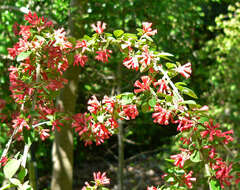 صورة Cestrum fasciculatum (Schltdl.) Miers