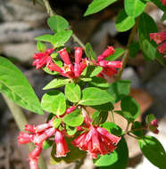 صورة Cestrum fasciculatum (Schltdl.) Miers