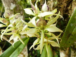 Image of Prosthechea fragrans (Sw.) W. E. Higgins